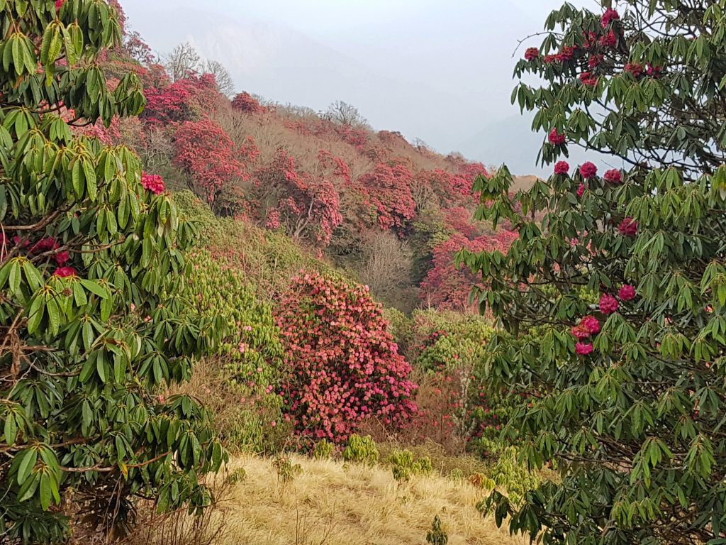Rododendroni pe traseu