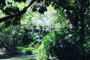 Zone verzi înainte de intrarea în Intramuros