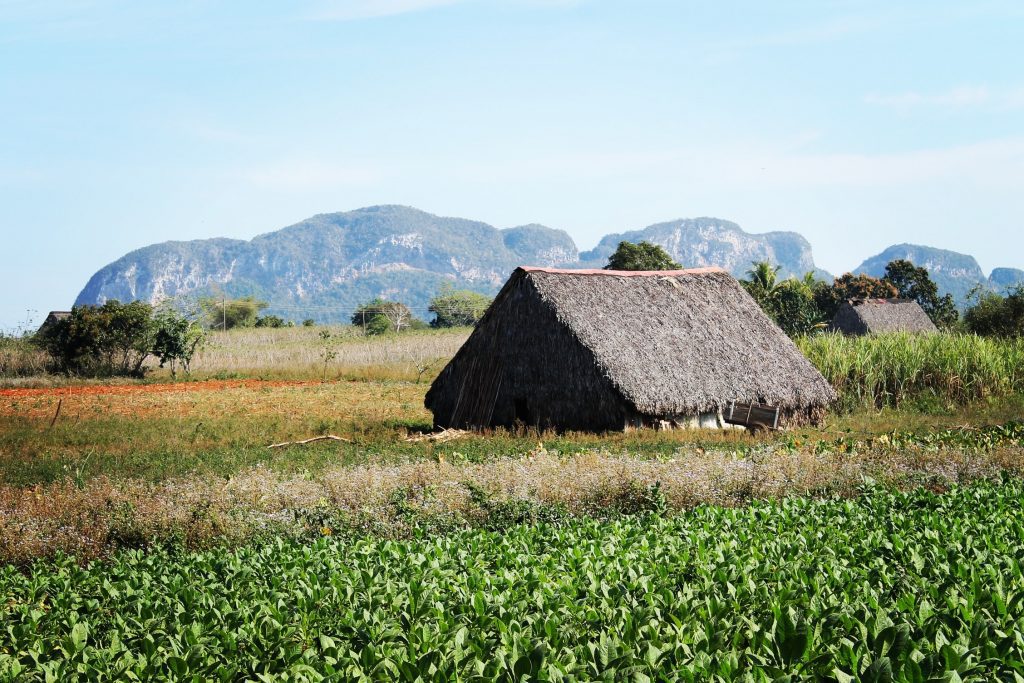 Plantația de tutun de la marginea satului