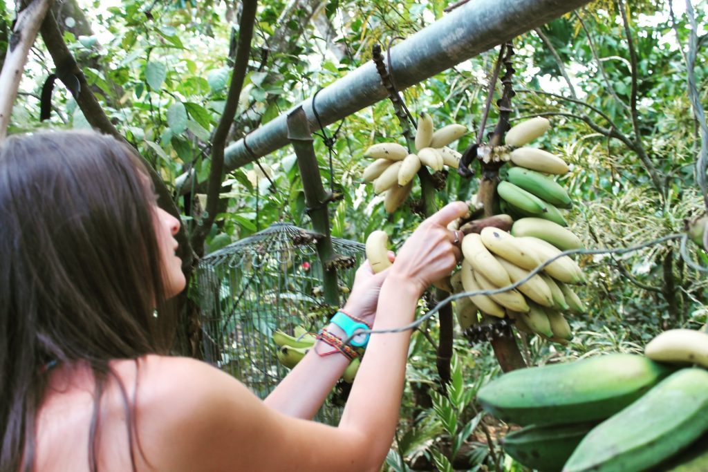 Primim și banane la grădina botanică