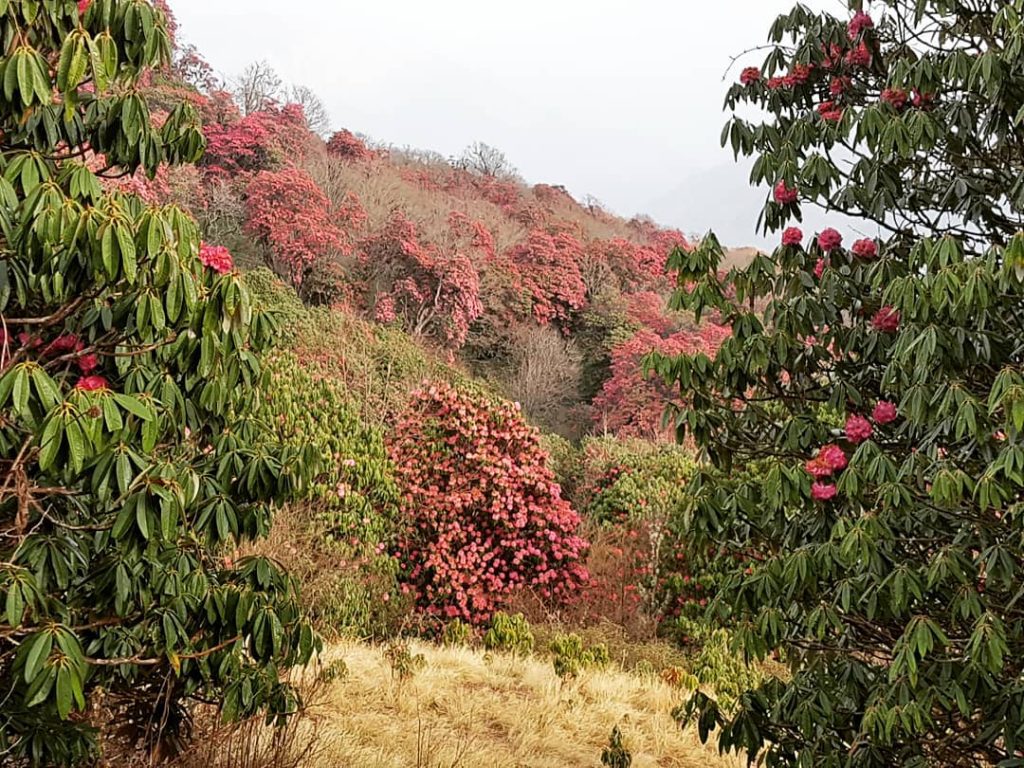 Rhododendroni înfloriți, Poon Hill