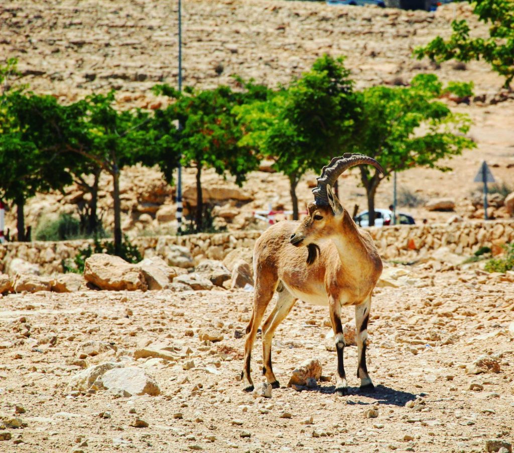 Ibex, Mitzpe Ramon 