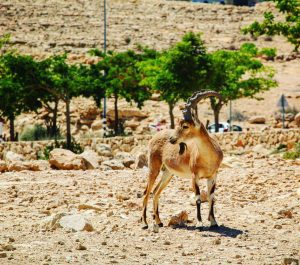 Ibex, Mitzpe Ramon