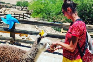 Hrănind o alpaca simpatică