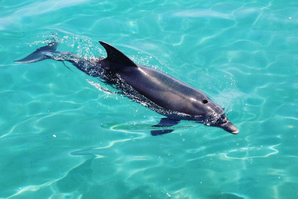 Delfin cu gaură în cap