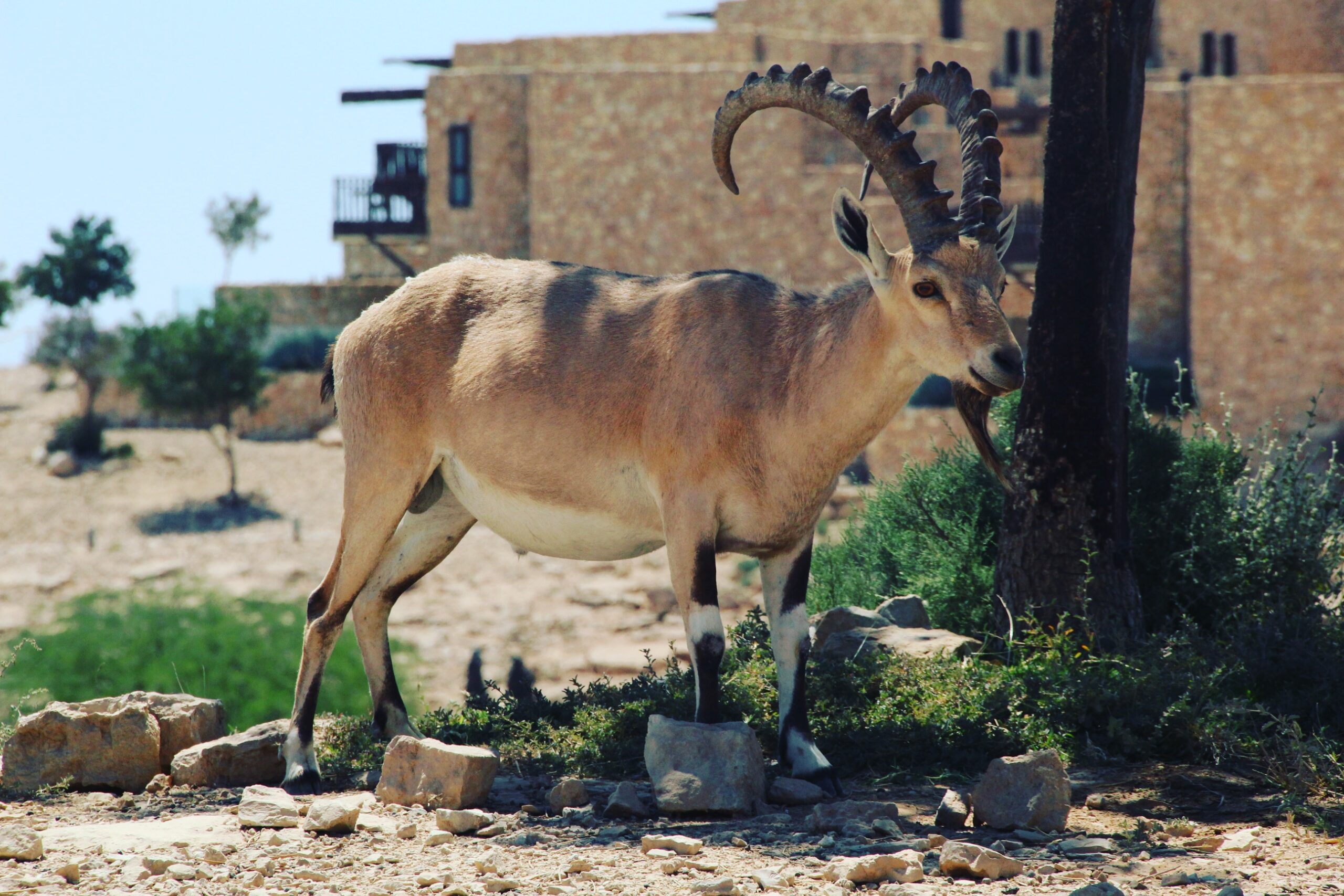 Ibex falnic de Mitzpe Ramon