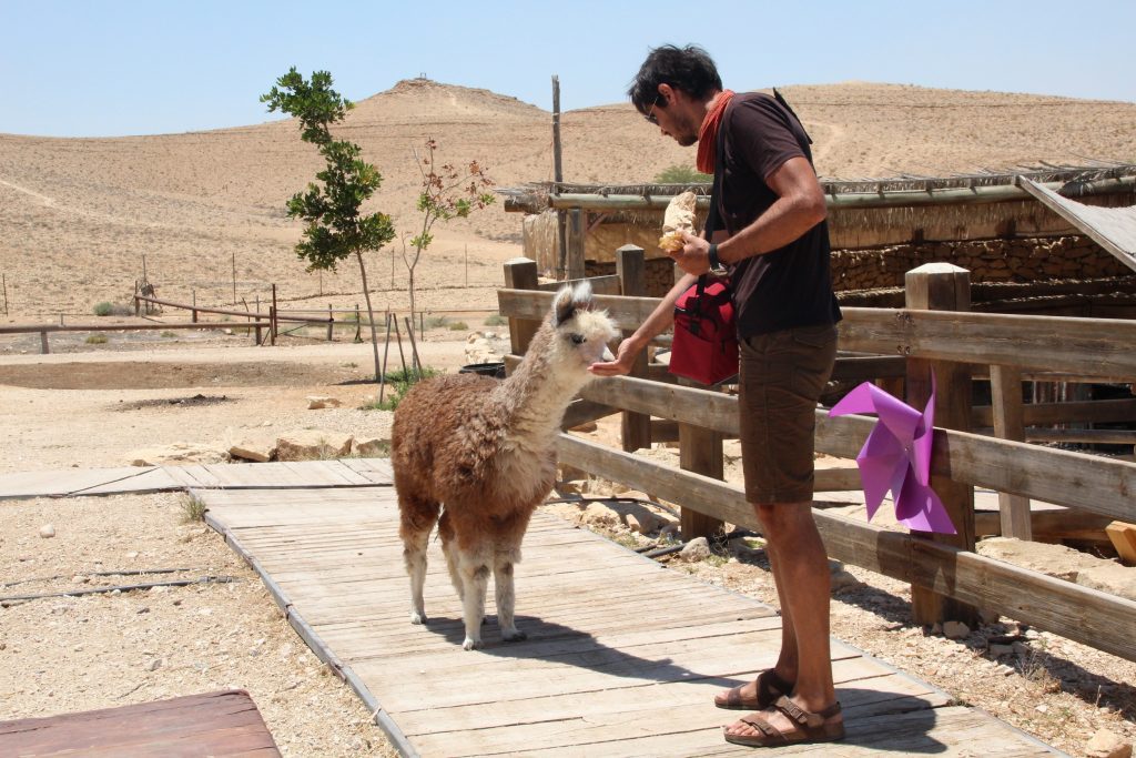 O alpaca și un Răzvan