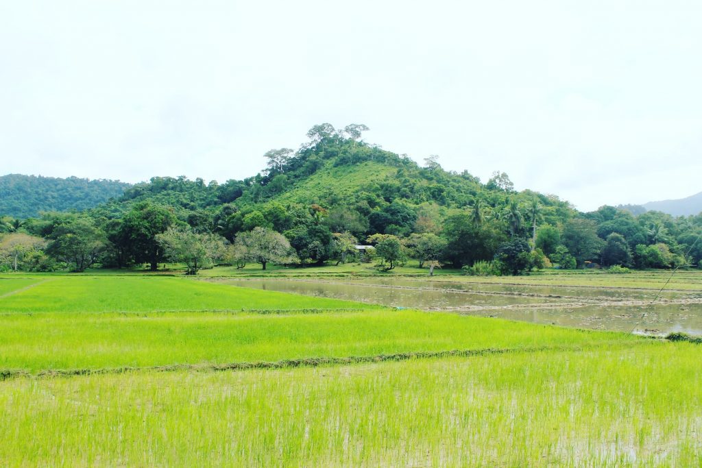 Irealul verde al orezăriilor