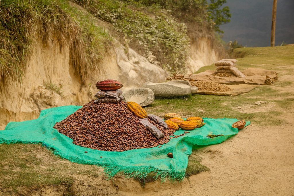 Boabe de cacao