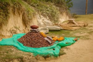 Boabe de cacao