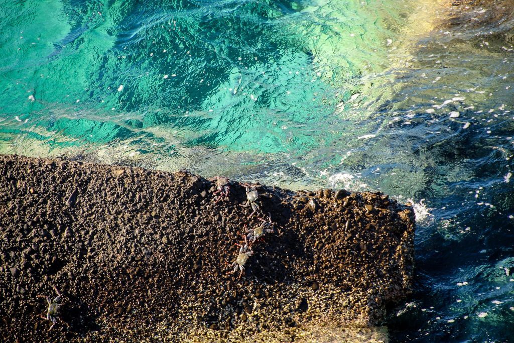 Crabi la plajă, Tenerife