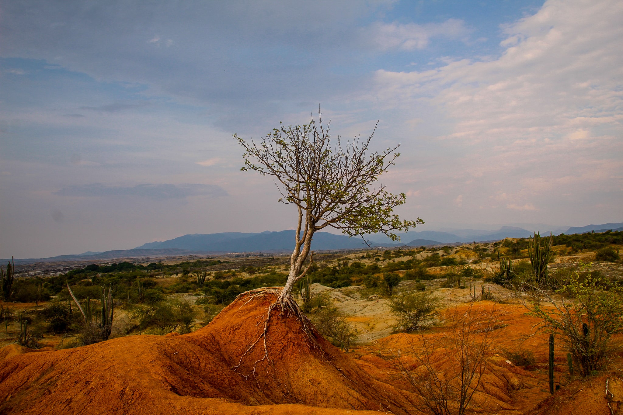 Vegetație bizară în Desierto de la Tatacoa