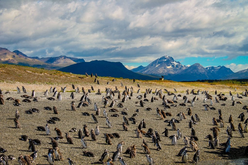 Pinguini în Argentina