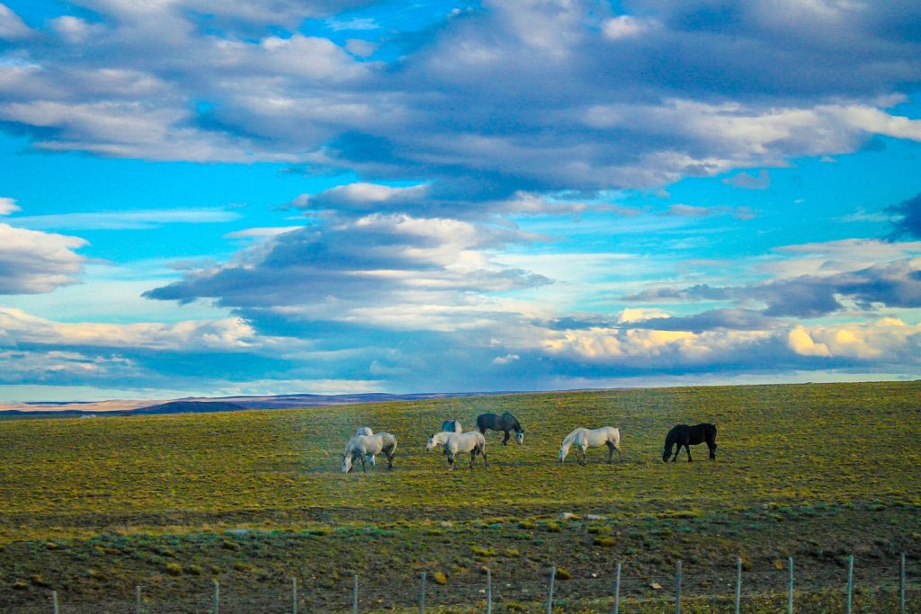 Cai de Patagonia