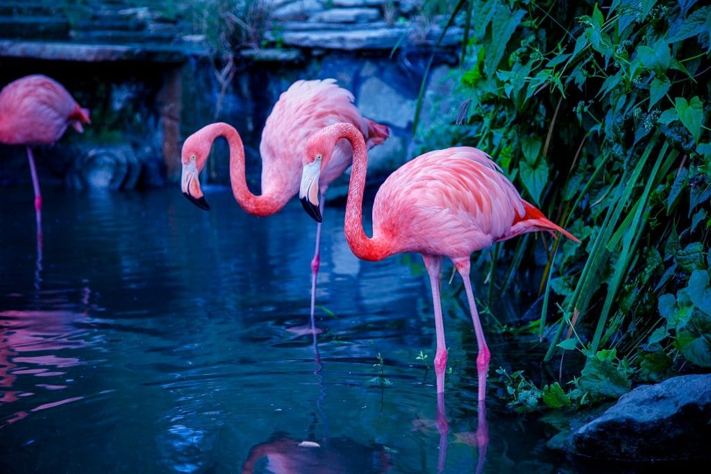 Flamingo în Republica Dominicană