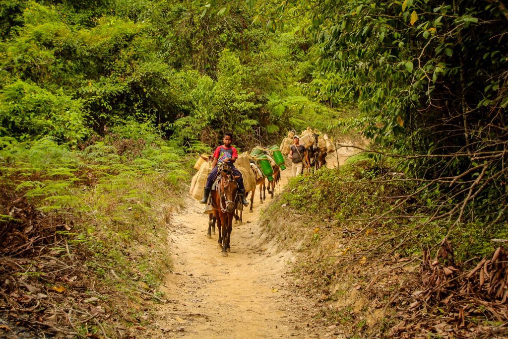 Măgărușii spre Ciudad Perdida