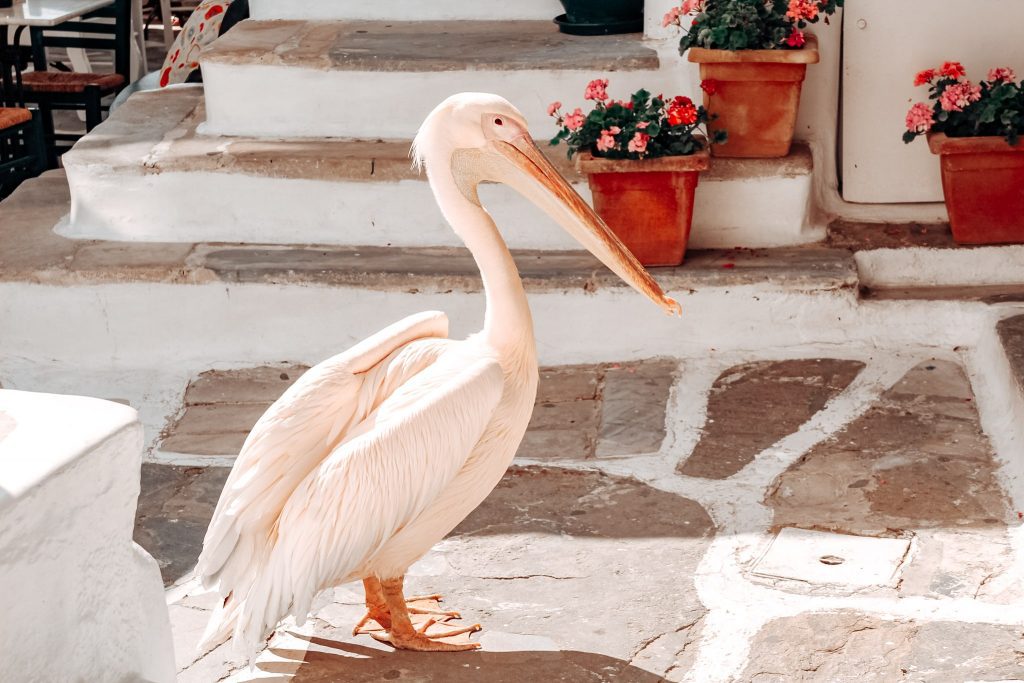 PETROS, PELICANUL DIN MYKONOS