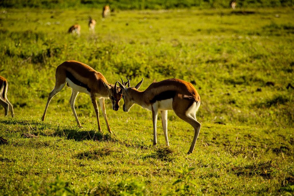 Gazele Thomson, Ngorongoro