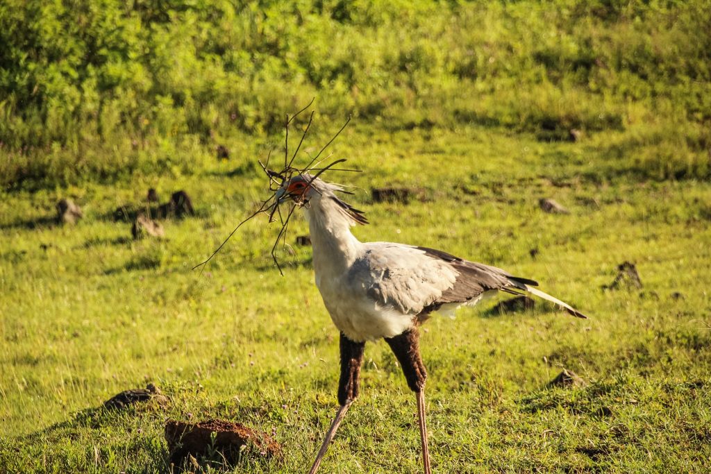 Secretary Bird, numită așa după outfitul secretarelor britanice