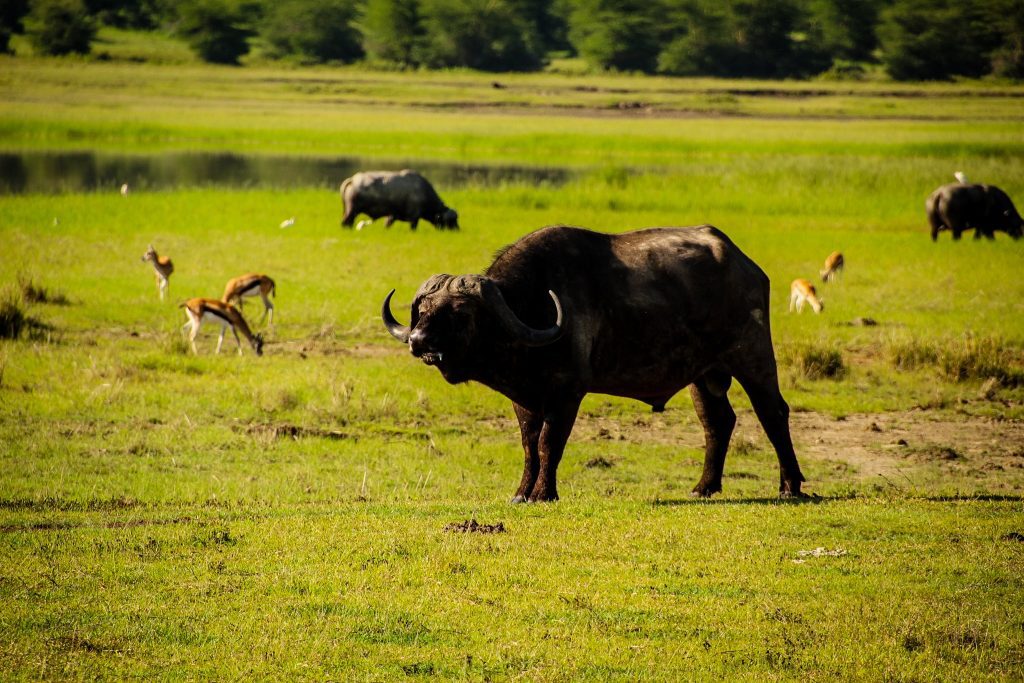 Bivol, Ngorongoro