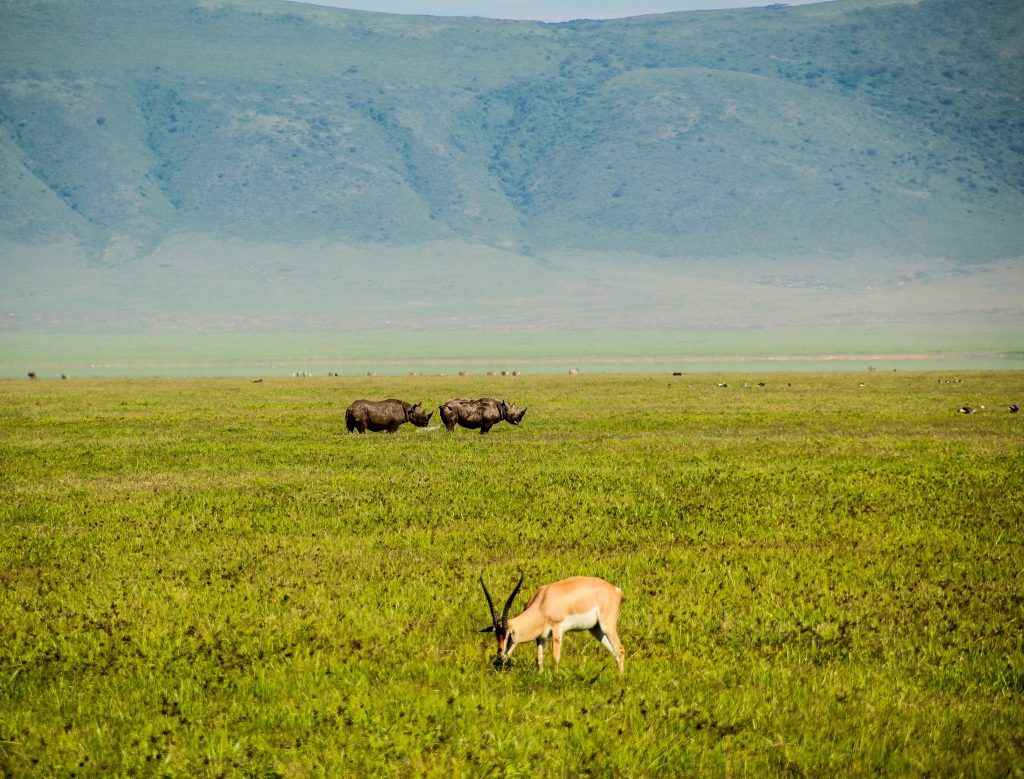 Rinoceri, în Craterul Ngorongoro