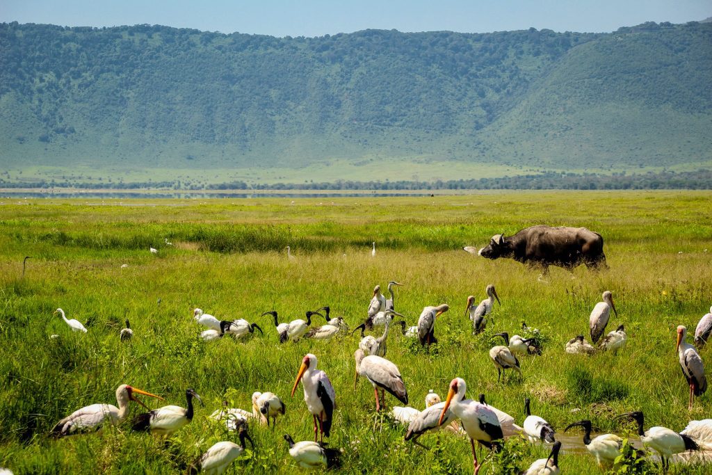 Ngorongoro