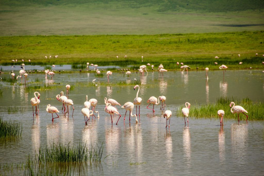 Câțiva flamingo în Ngorongoro 