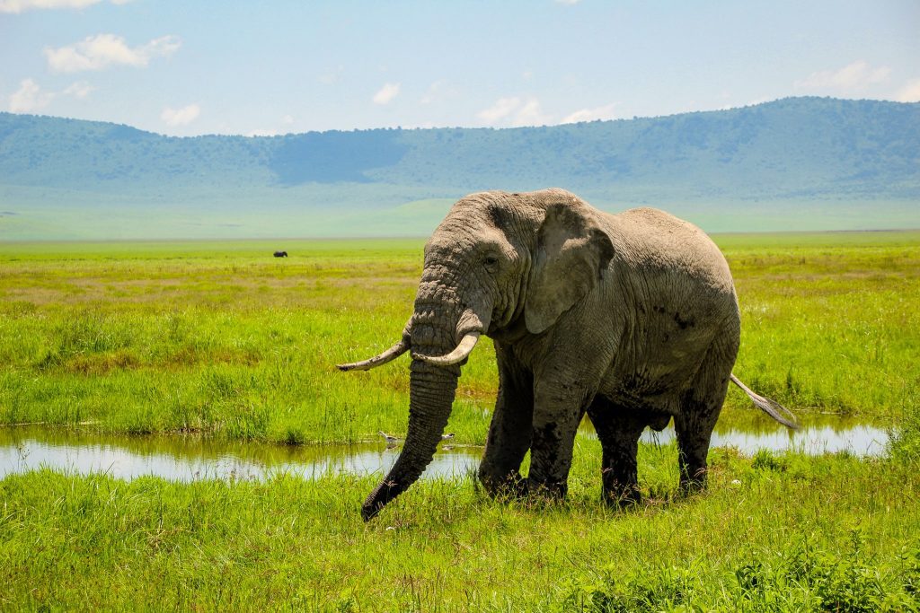 Un elefant bătrân