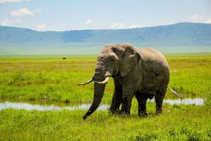 Un elefant bătrân