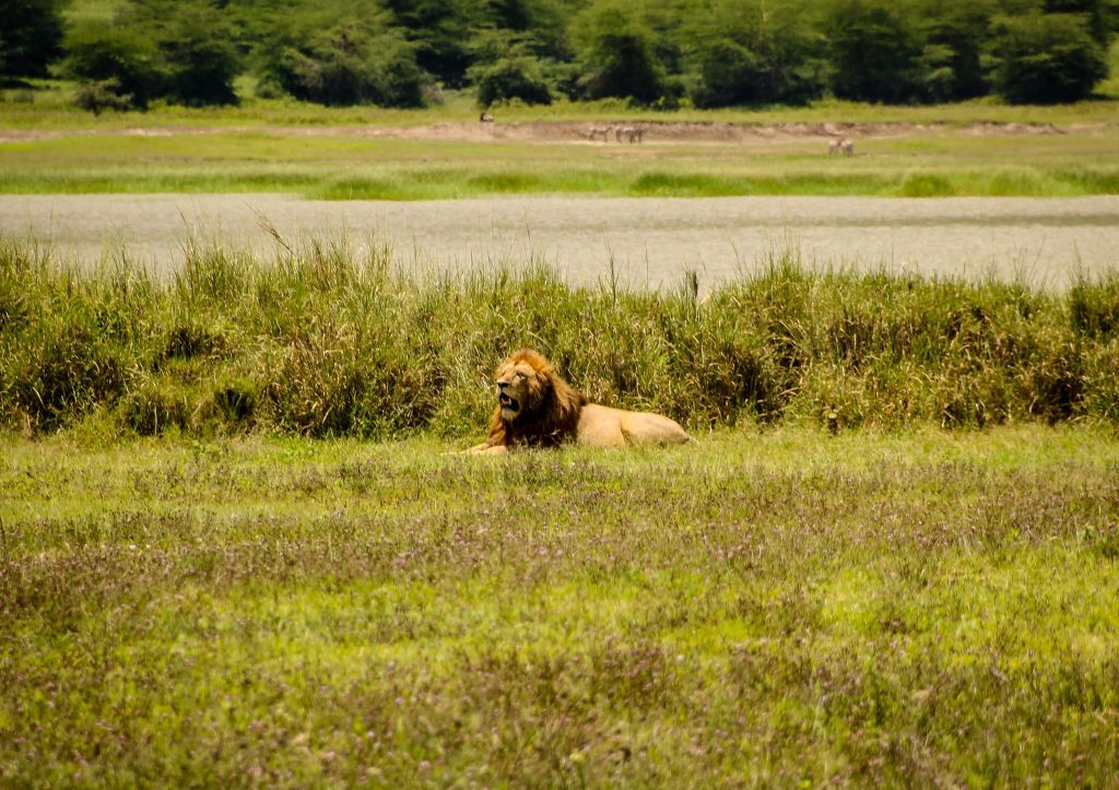 Leu în Ngorongoro