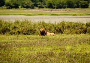 Leu în Ngorongoro