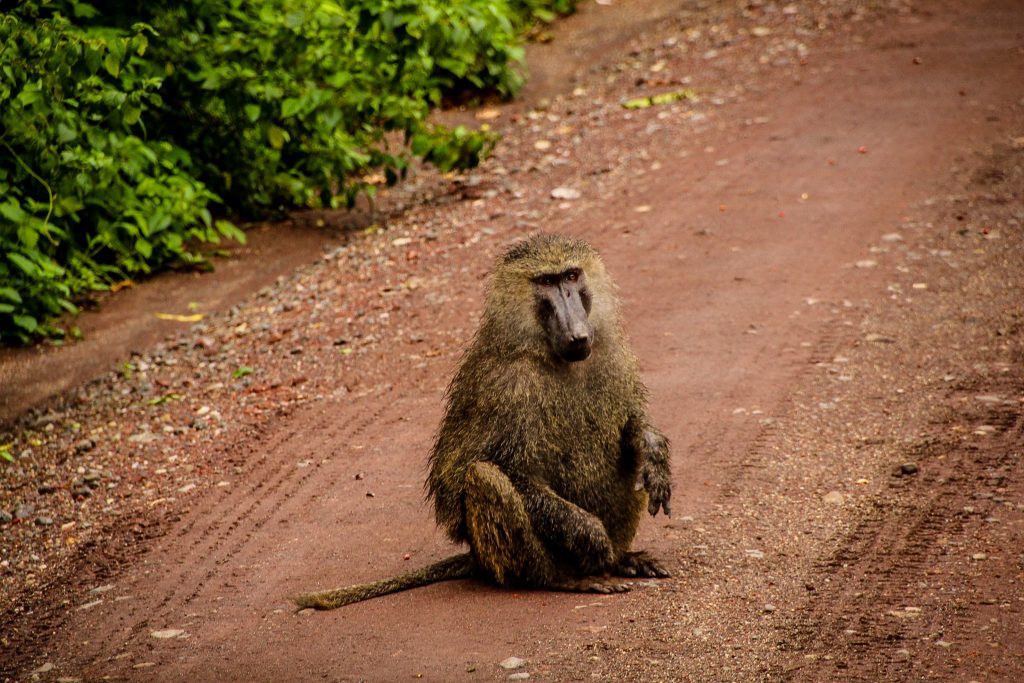 Babuin în Manyara