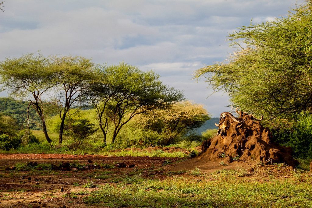 Manyara Lake