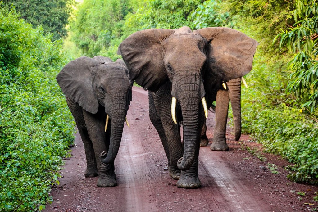 Elefanți în Manyara Lake