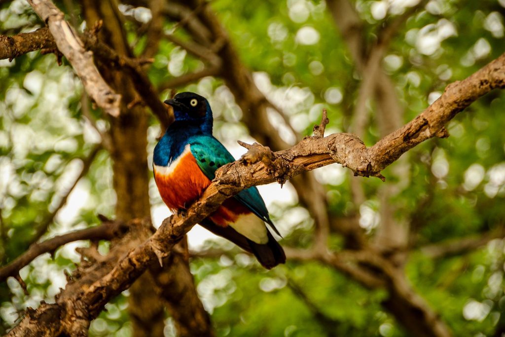 Superb starling, Tarangire 