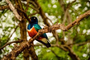 Superb starling, Tarangire