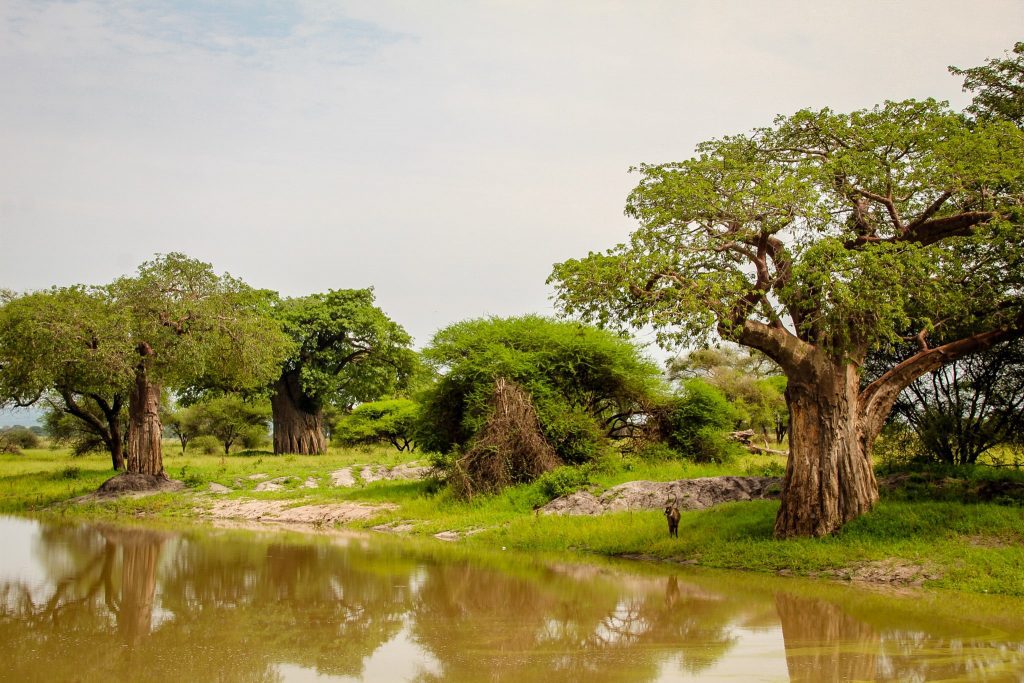 Baobabii din Tarangire