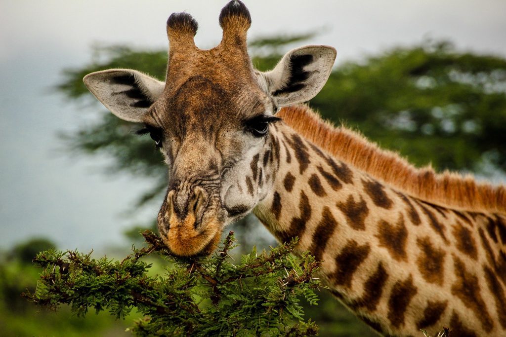 Girafele pare că folosesc tot timpul rimel