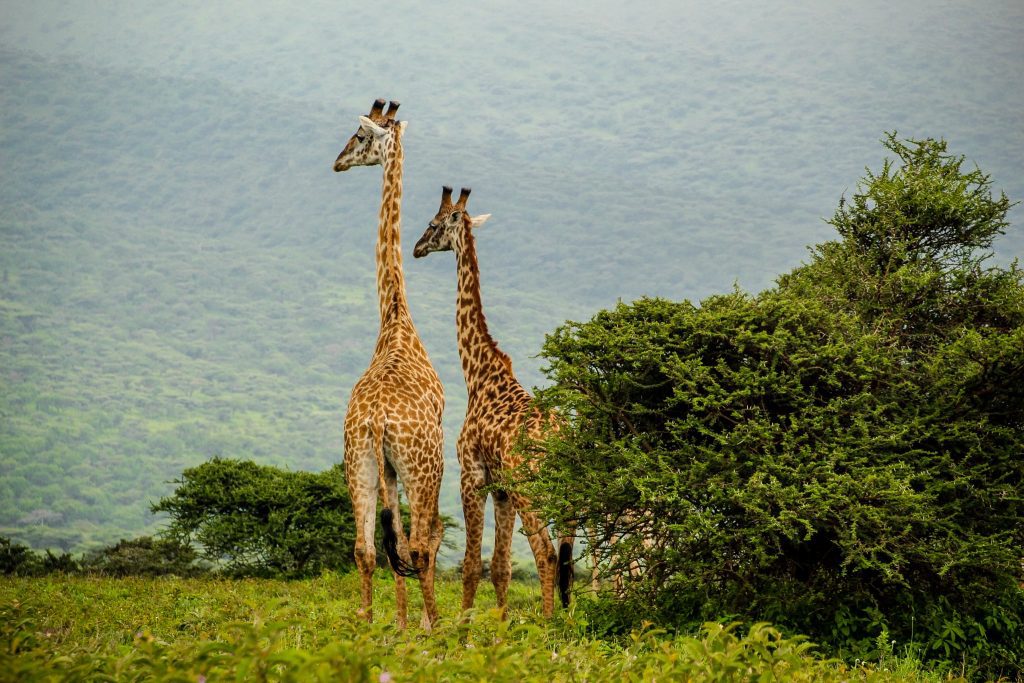 Girafe, Serengeti