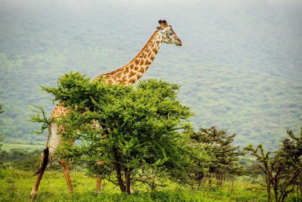 Girafa în copaci