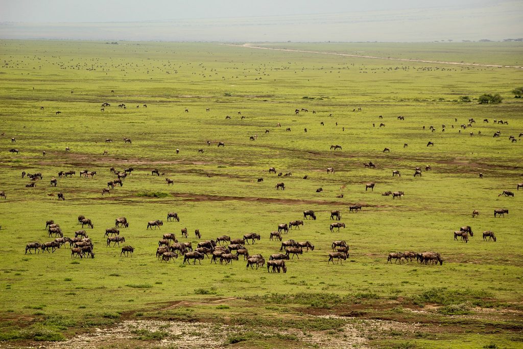 Antilopele gnu în Serengeti