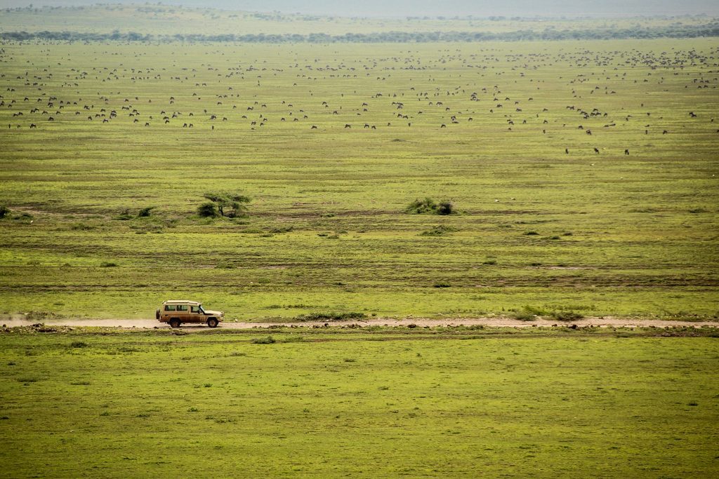 Antilope gnu în Serengeti