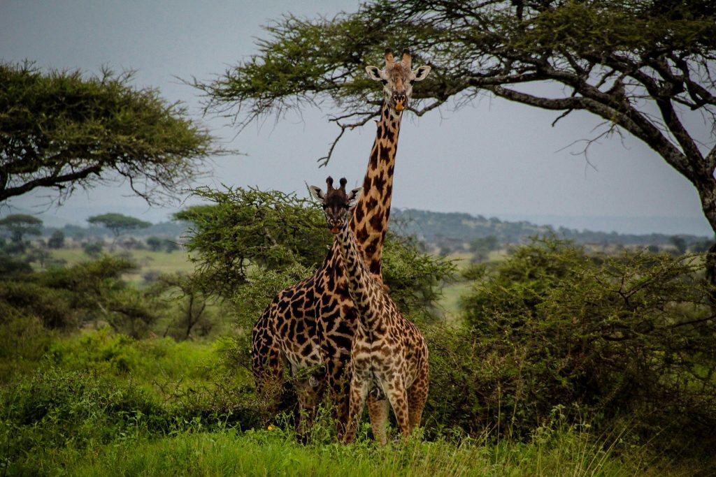 Girafe