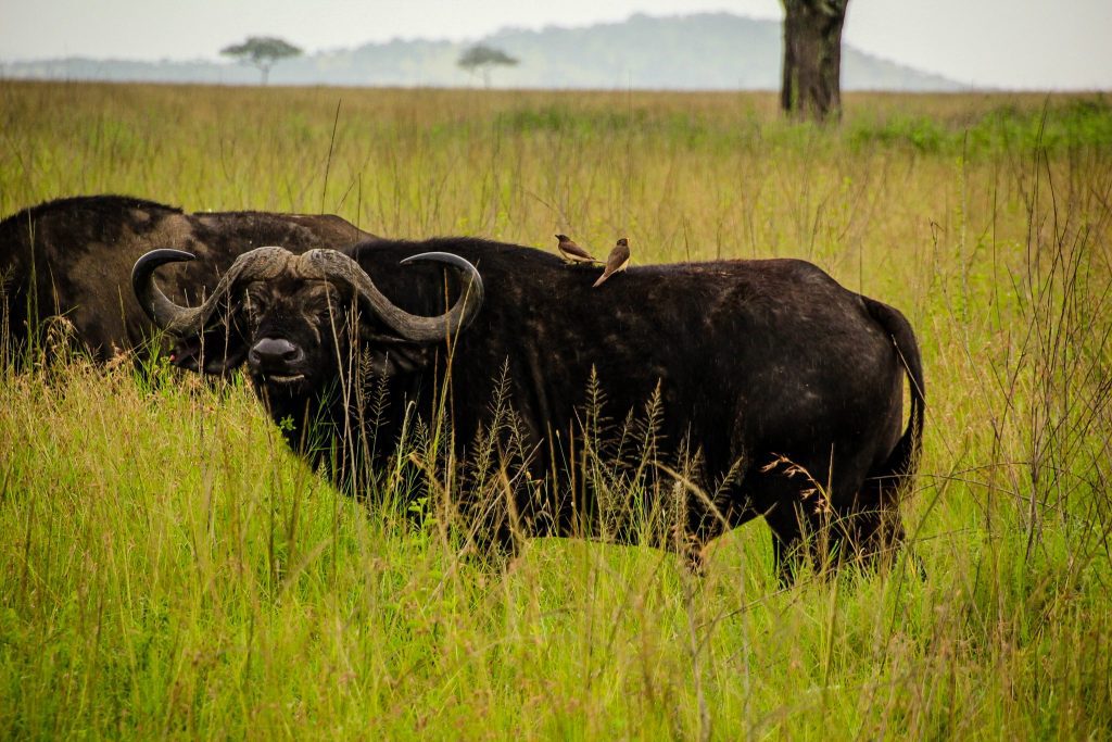 Bivoli în Serengeti