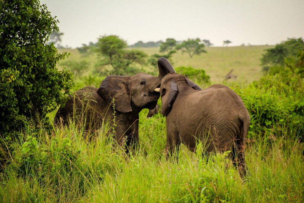 Elefanți în Tarangire