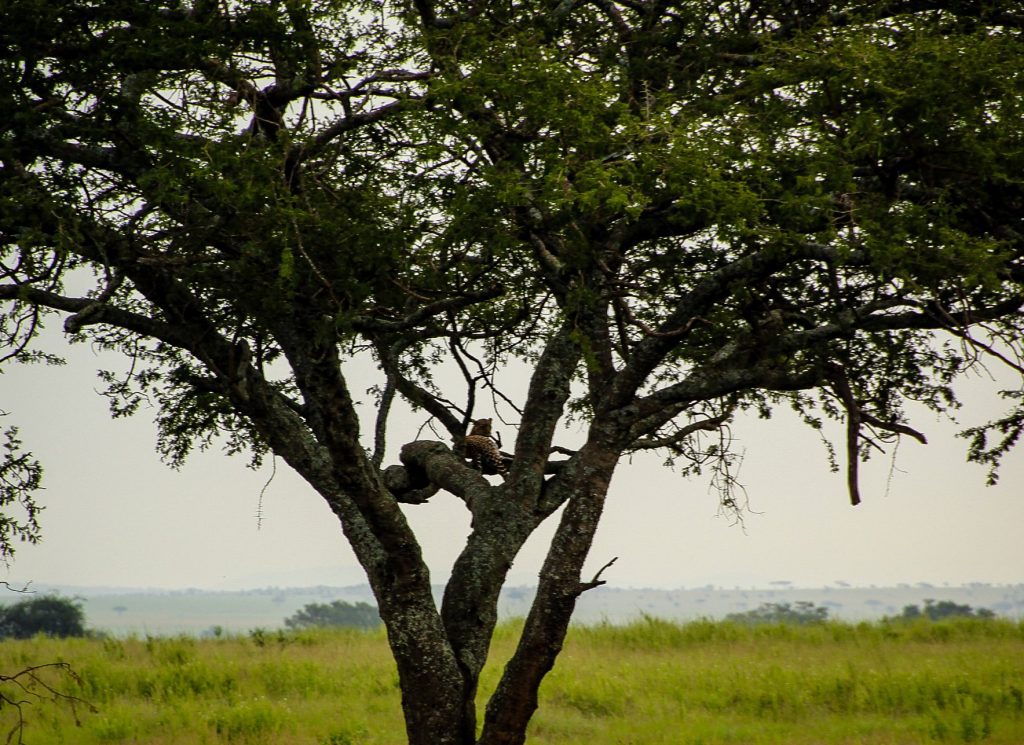 Acolo, printre crengi, este un leopard