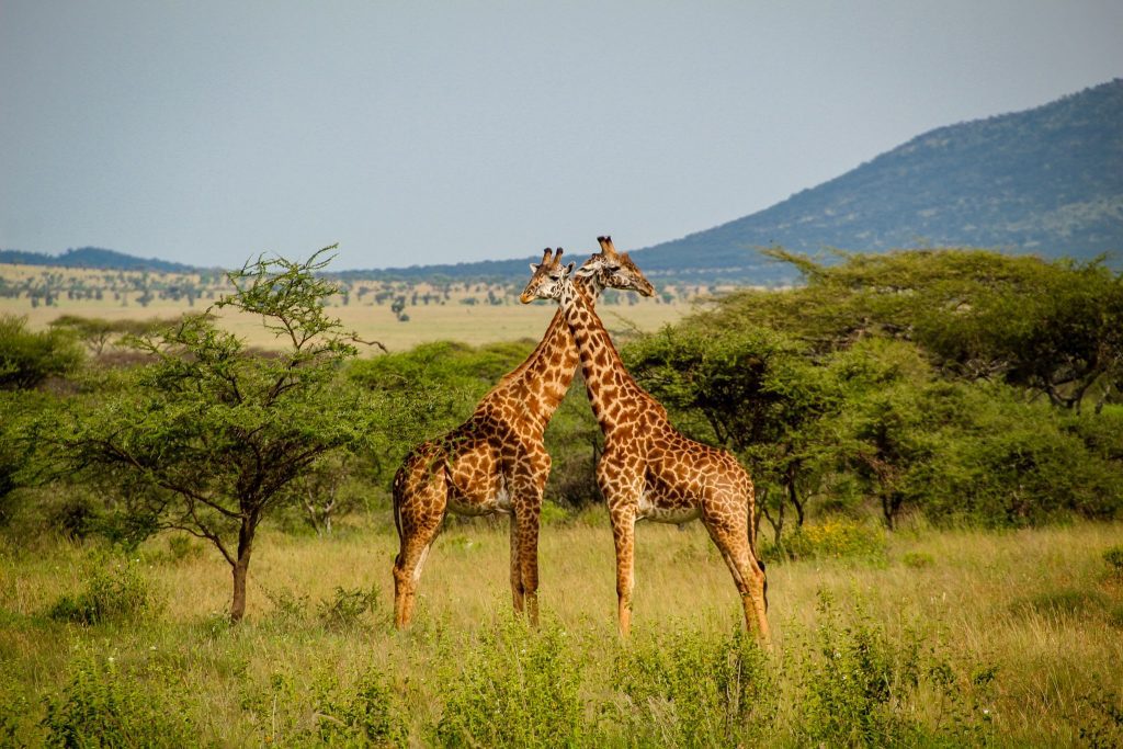 Girafe în Serengeti