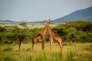 Girafe în Serengeti
