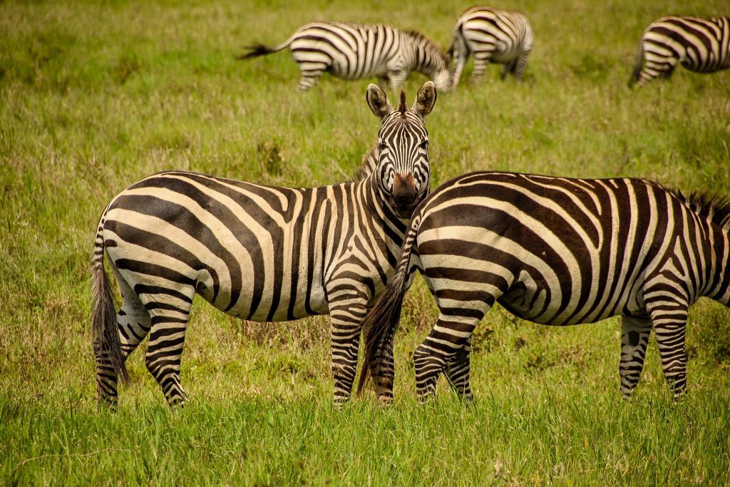 Zebre curioase