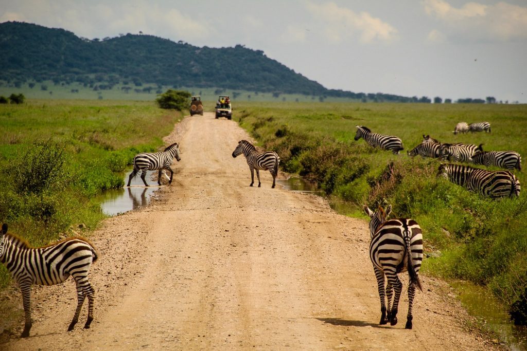 Zebra crossing în Serengeti